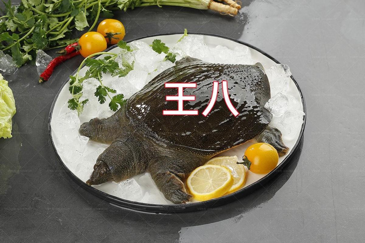 王八和乌龟是一样的么，王八和乌龟有区别吗