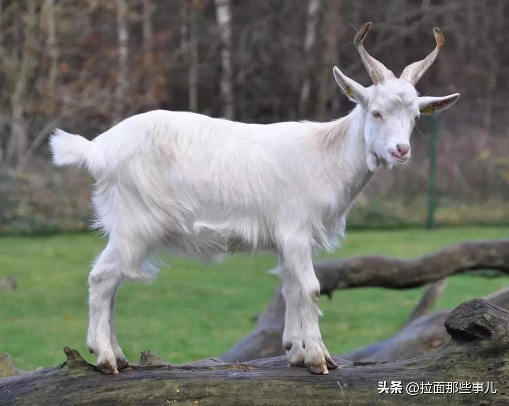 山羊肉和绵羊肉区别大，山羊肉和绵羊肉哪个好吃