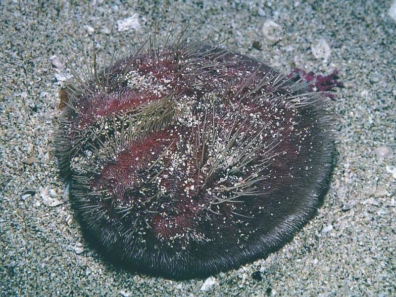 海上的仙人球指的是什么，海里像仙人球的生物