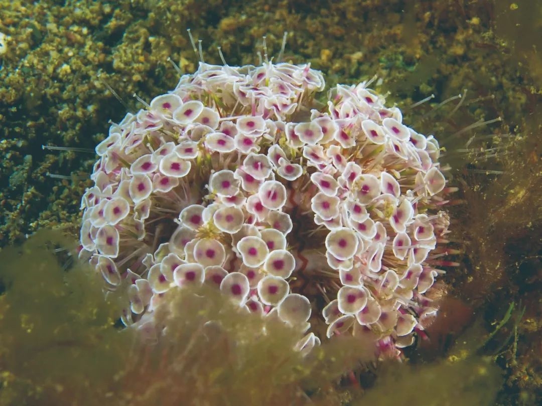 海上的仙人球指的是什么，海里像仙人球的生物