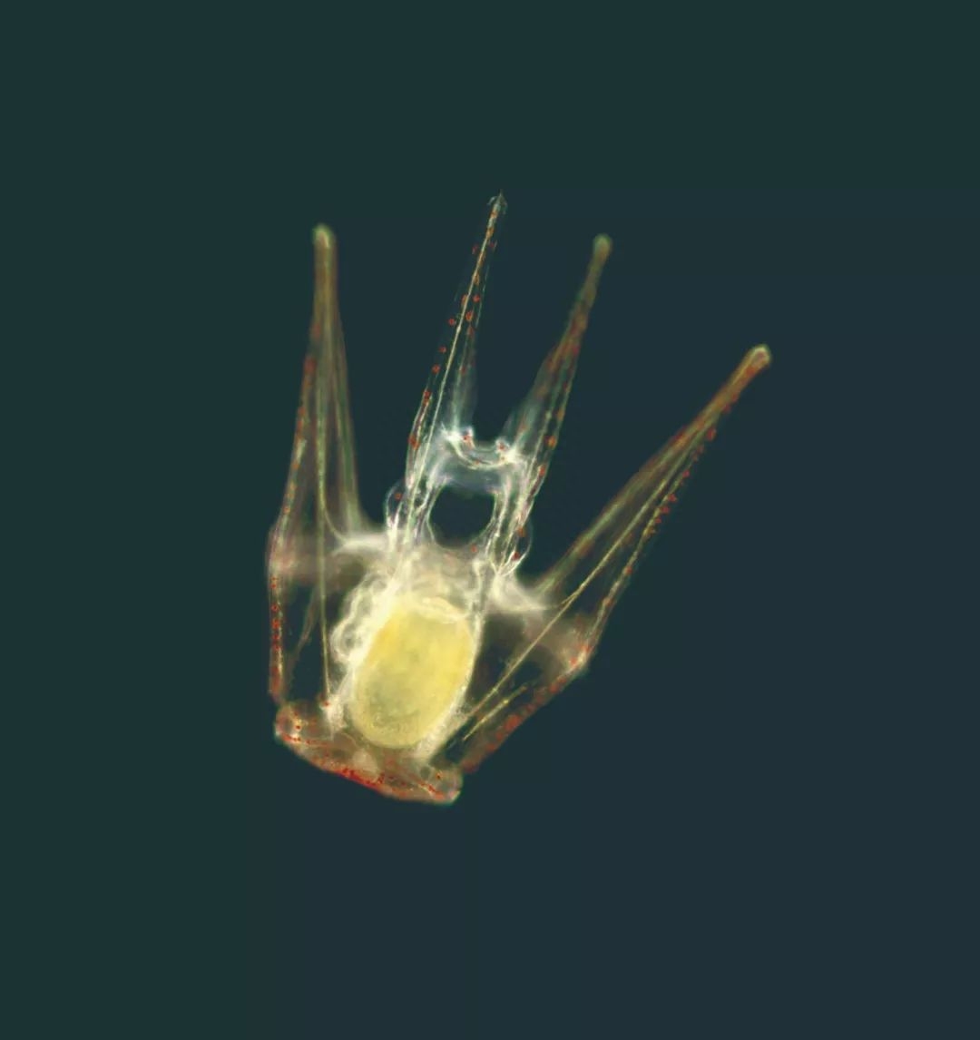 海上的仙人球指的是什么，海里像仙人球的生物