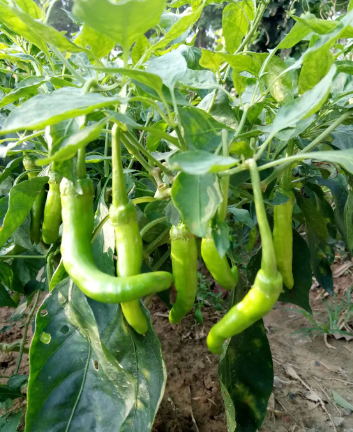 植物只开花不结果怎么回事，如何解决