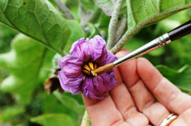 植物只开花不结果怎么回事，如何解决