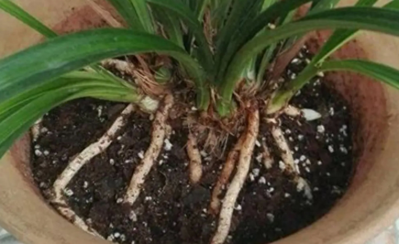 动物粪便哪种好，羊粪和牛粪哪个种花更好