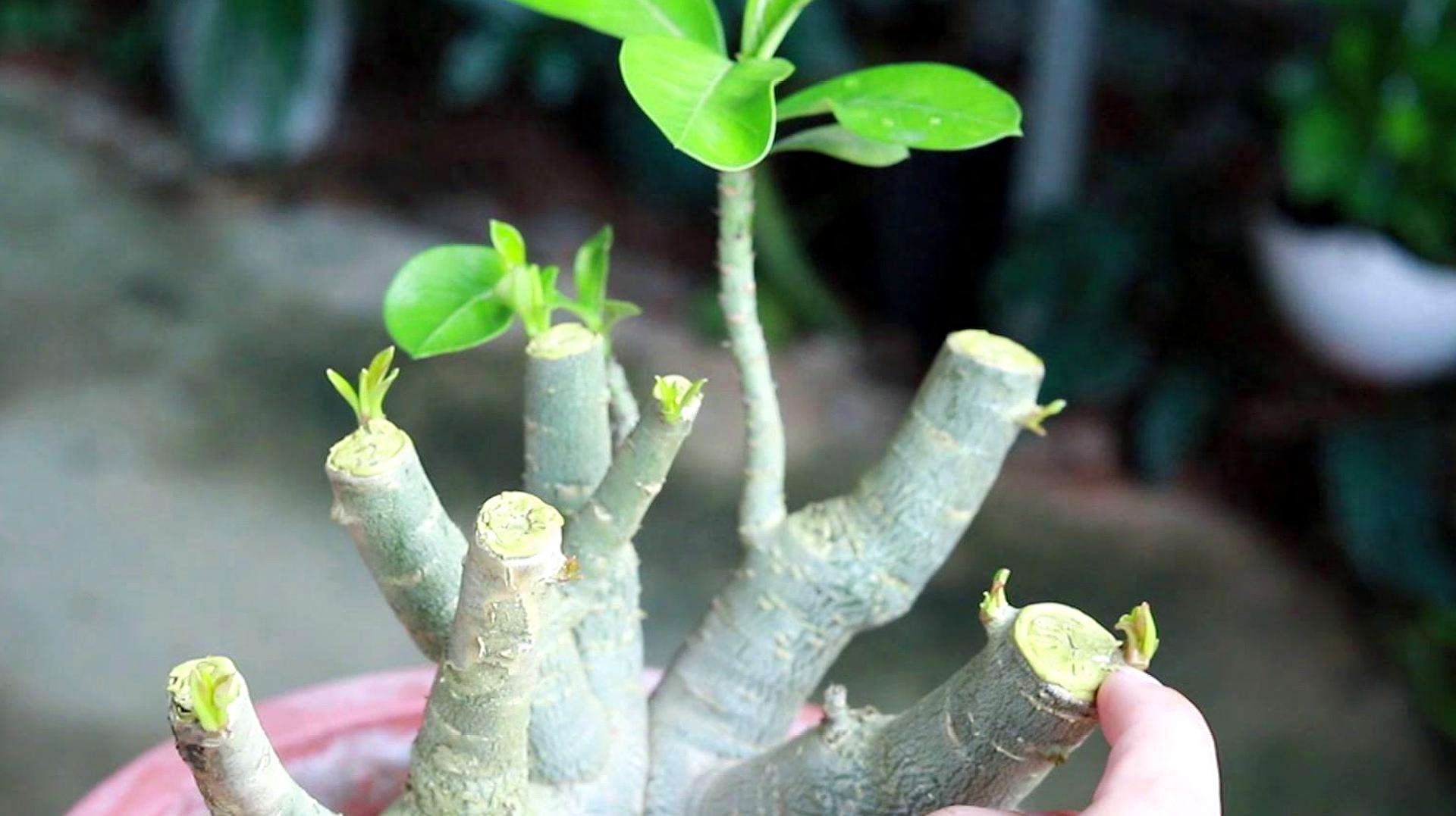 沙漠玫瑰如何修剪，沙漠玫瑰一年修剪几次