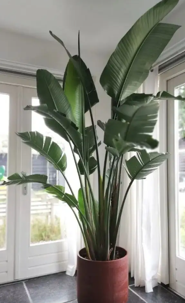 鹤望兰不开花怎么办，鹤望兰不开花什么原因