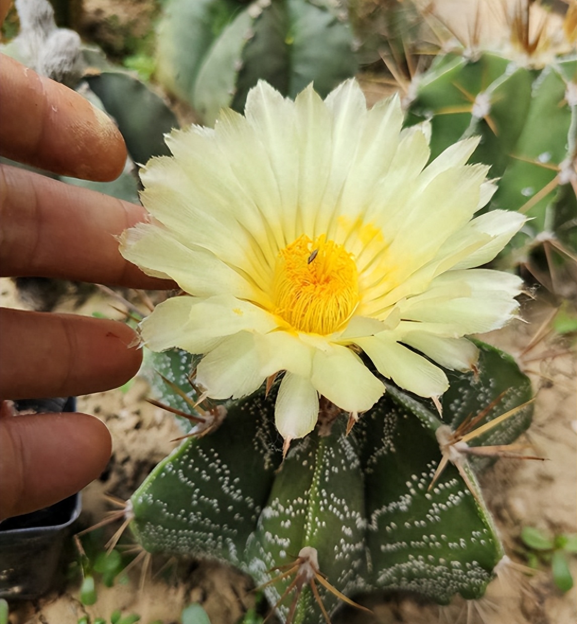仙人球一直不开花怎么办，什么原因