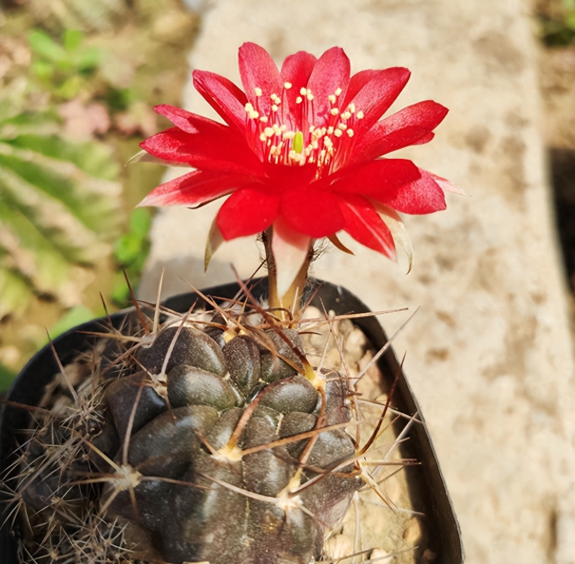 仙人球一直不开花怎么办，什么原因