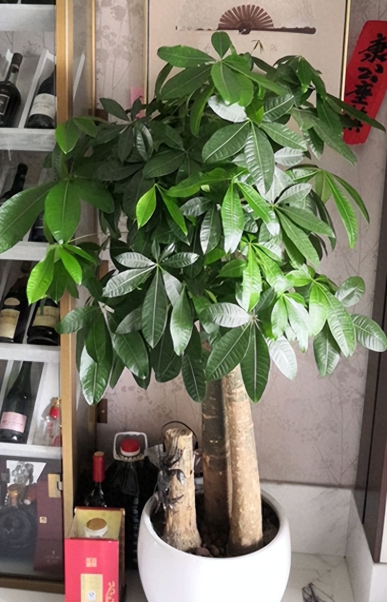 发财树养不好怎么办，怎么样才能养好发财树