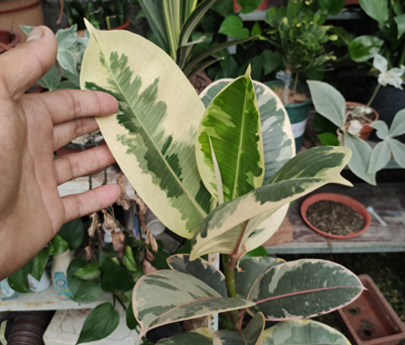 植物僵苗怎么办，解决僵苗最好的办法