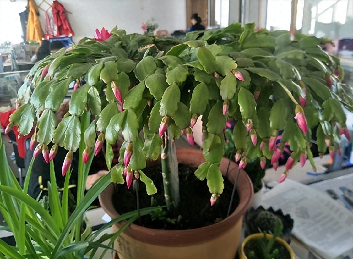 植物僵苗怎么办，解决僵苗最好的办法