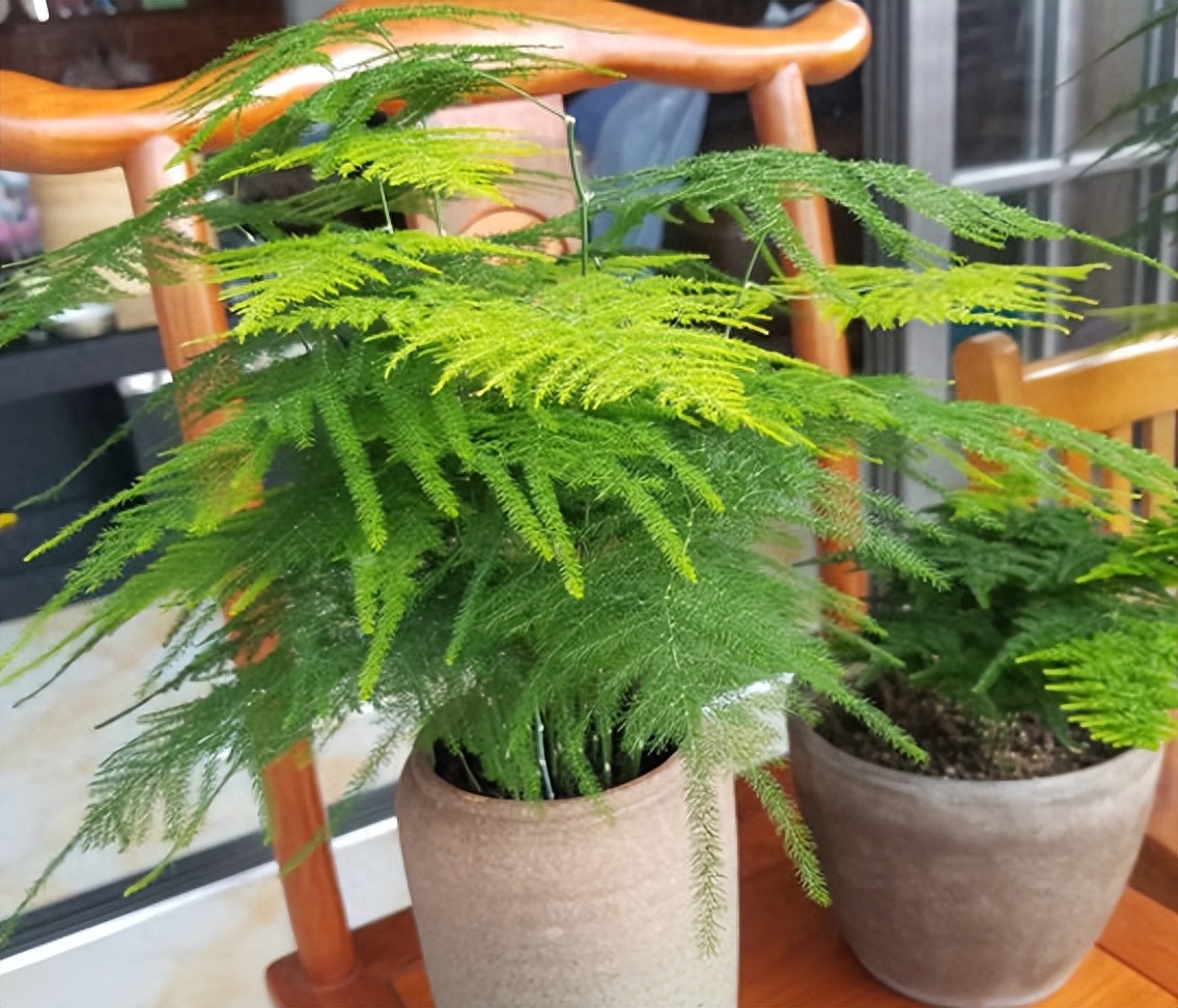 植物僵苗怎么办，解决僵苗最好的办法