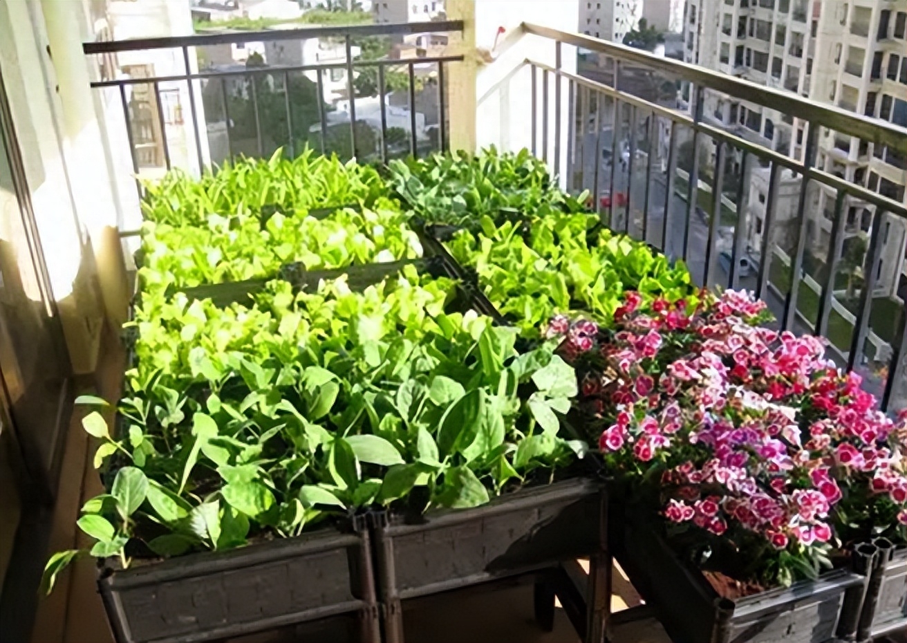 阳台种菜长不好怎么办，阳台种菜的方法及要点