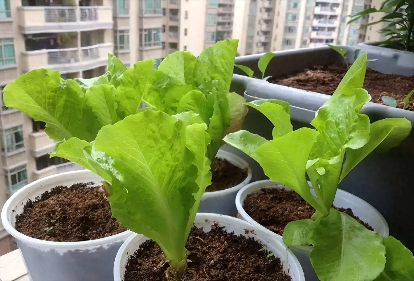 阳台种菜长不好怎么办，阳台种菜的方法及要点