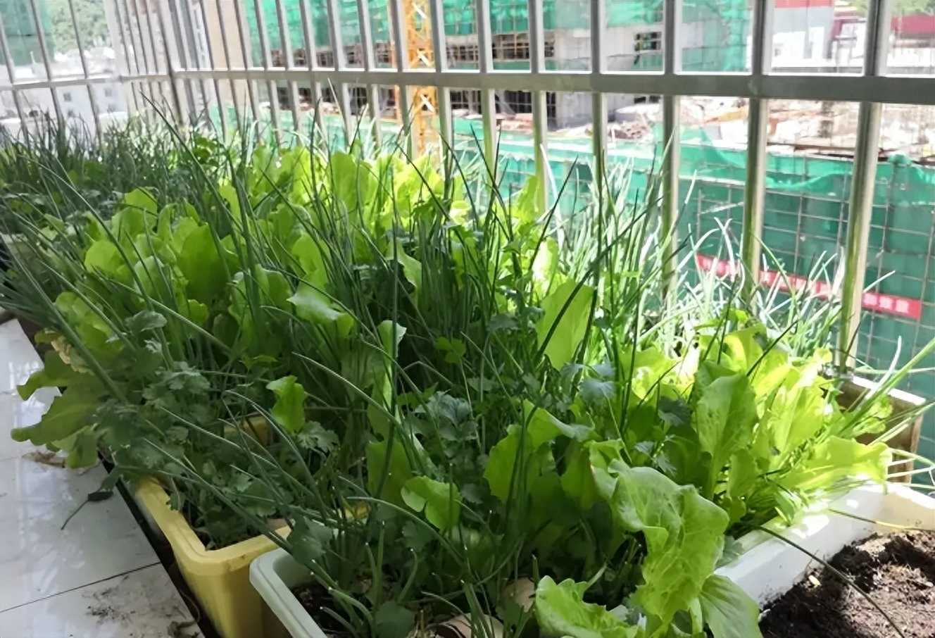 阳台种菜长不好怎么办，阳台种菜的方法及要点