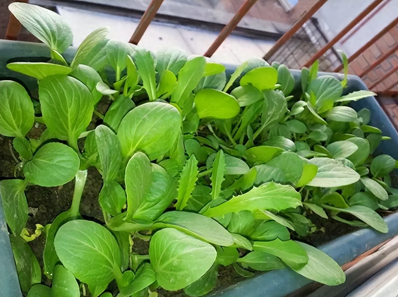 阳台种菜长不好怎么办，阳台种菜的方法及要点