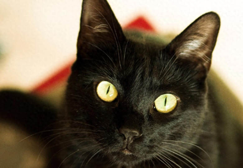 猫狗眼睛发光正常吗，为什么猫狗眼睛会发光