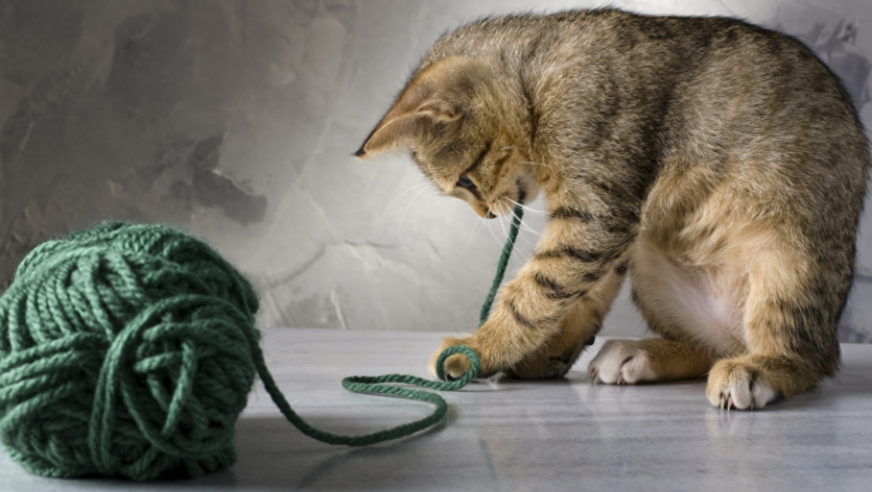 毛线团是猫咪最爱的玩具吗，猫为什么爱玩毛线球