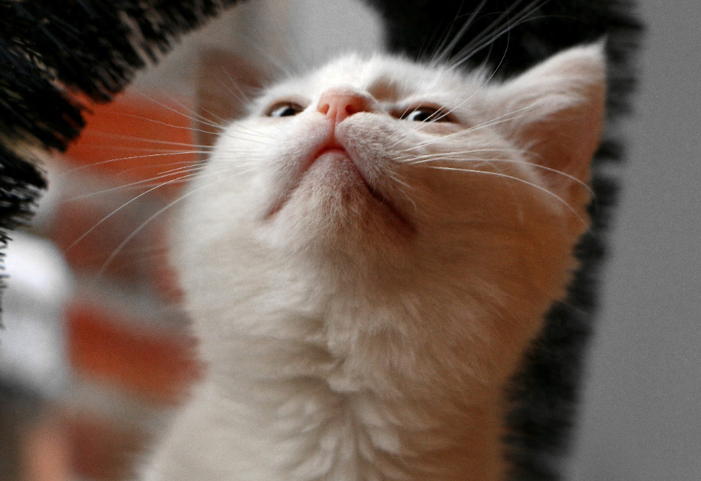 毛线团是猫咪最爱的玩具吗，猫为什么爱玩毛线球
