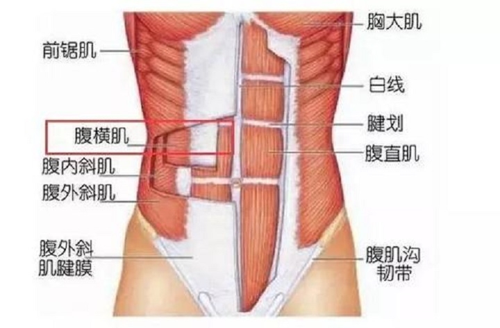 长期收腹，真的能使大肚子变小吗，长期缩肚子会怎样