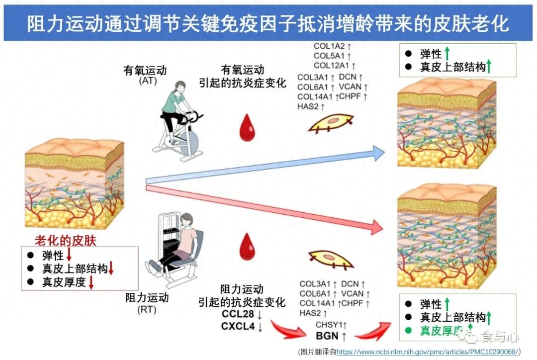 为什么运动能青春常驻，运动对青春期的重要性