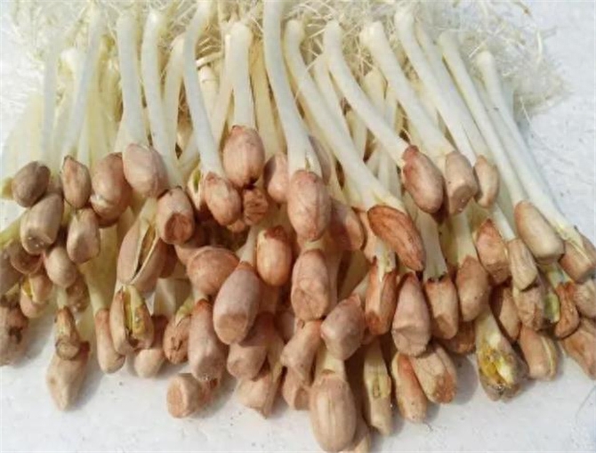 花生发芽了能吃么，什么样的花生芽不能吃