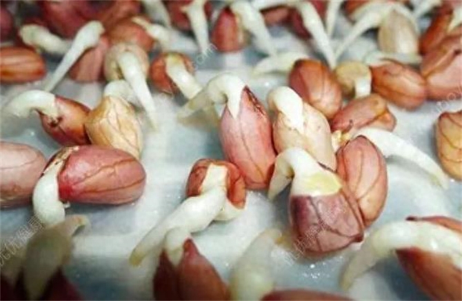 花生发芽了能吃么，什么样的花生芽不能吃