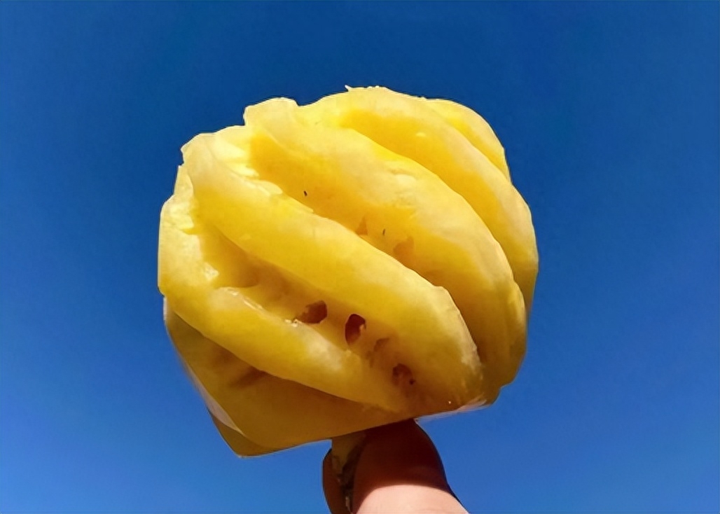 小菠萝是什么品种的菠萝,小菠萝是什么样的