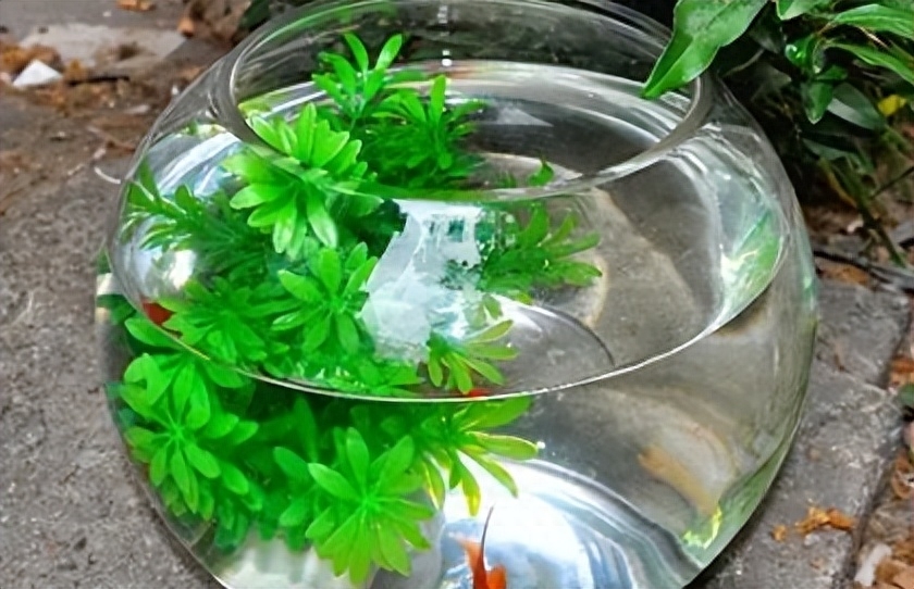 新家摆鱼缸运势好吗，家中摆鱼缸风水禁忌