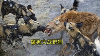 鬣狗和非洲野狗谁厉害，野狗打得过鬣狗吗