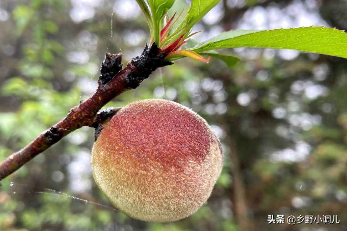 什么树的种子不进入土壤就会生根