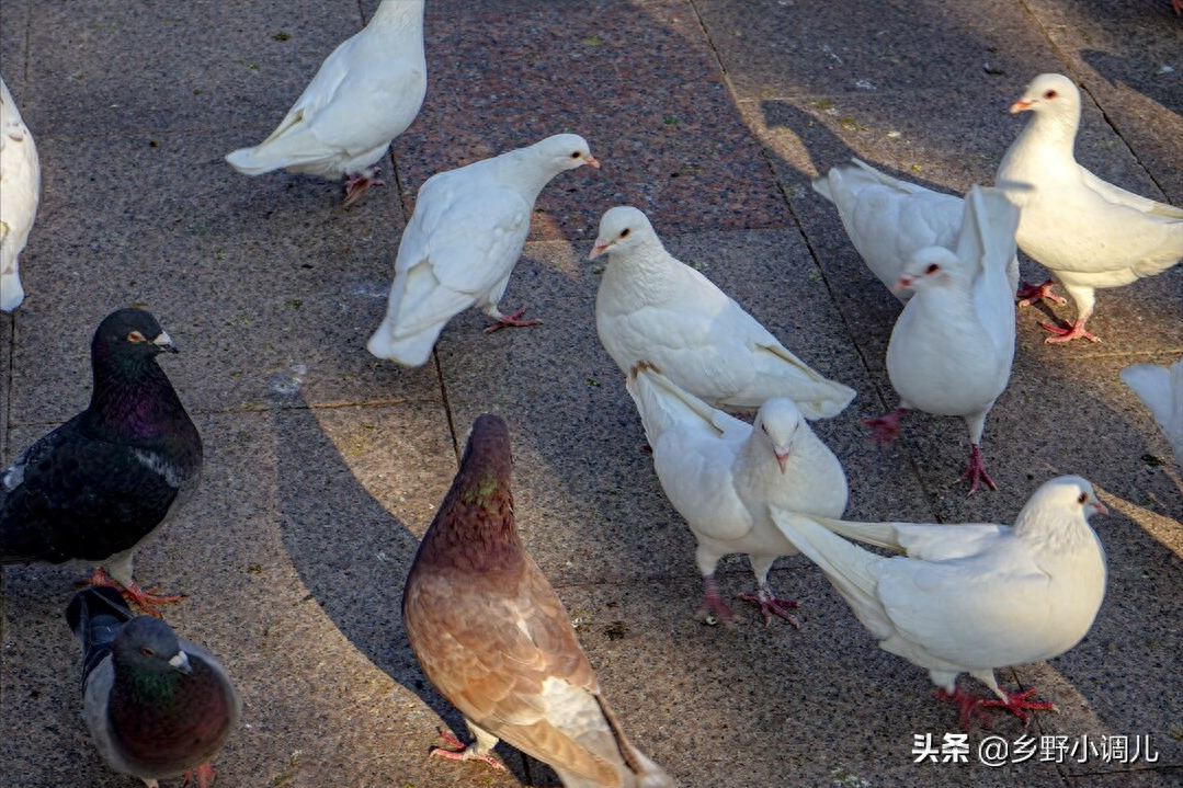 鸽子吃什么食物，鸽子饲养方法