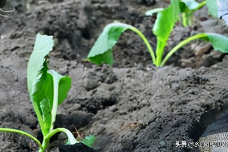 白菜移栽后怎样管理，移栽的白菜的最佳时间