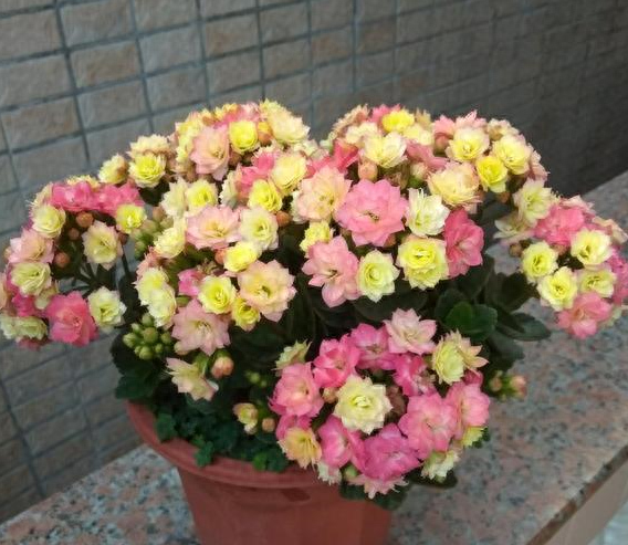长寿花怎么养才开花，长寿花催花绝招