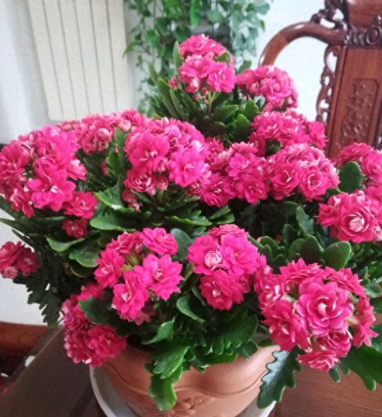长寿花怎么养才开花，长寿花催花绝招