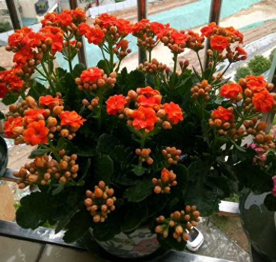 长寿花怎么养才开花，长寿花催花绝招