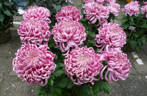 菊花秋季能不能剪，菊花剪枝要怎样剪