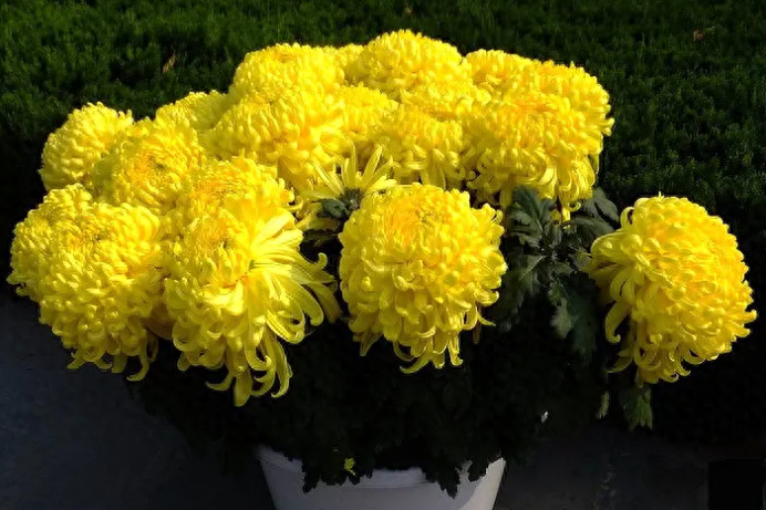 菊花秋季能不能剪，菊花剪枝要怎样剪