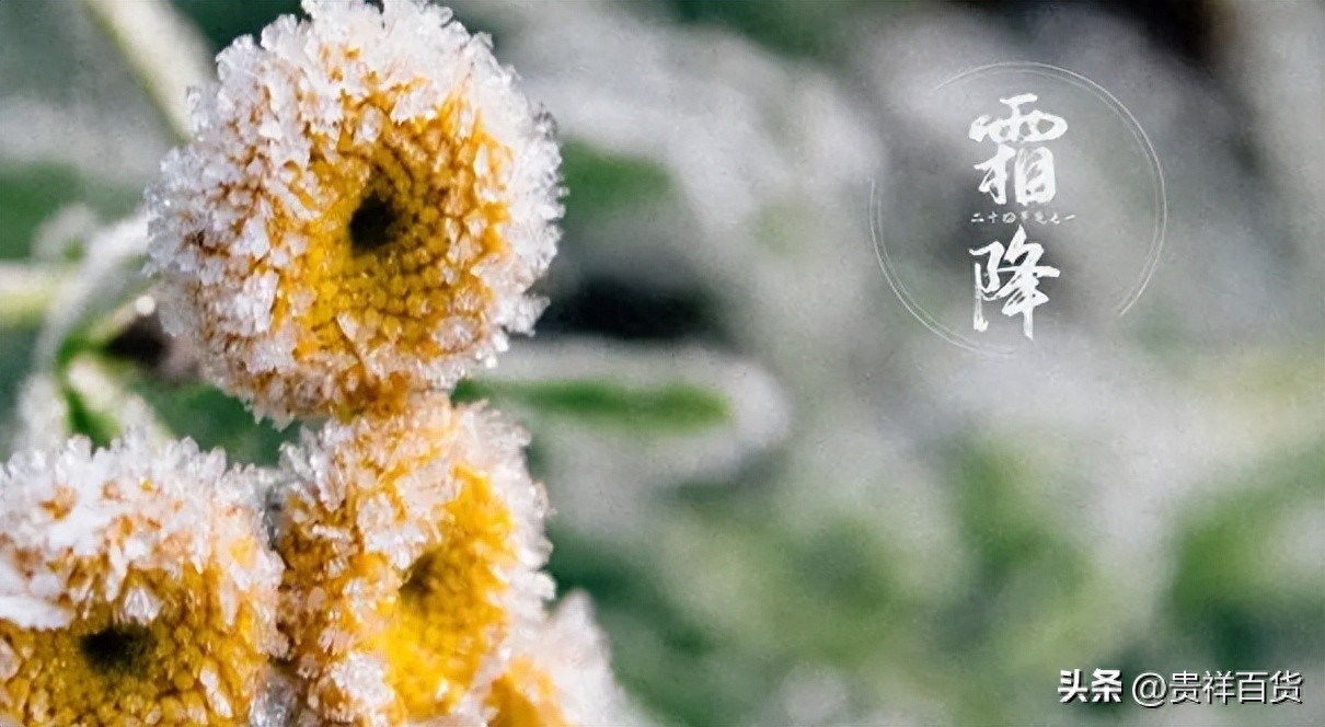 一般是寒露下霜还是霜降下霜，2023年霜降下霜冬天冷吗