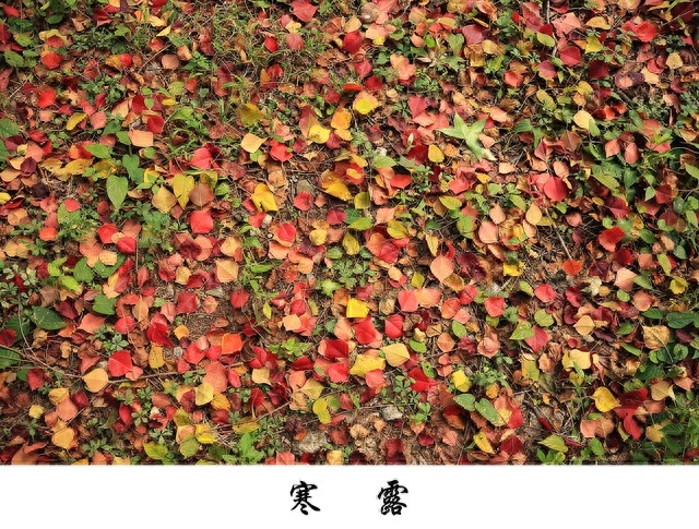 寒露是几月几号，寒露的来历