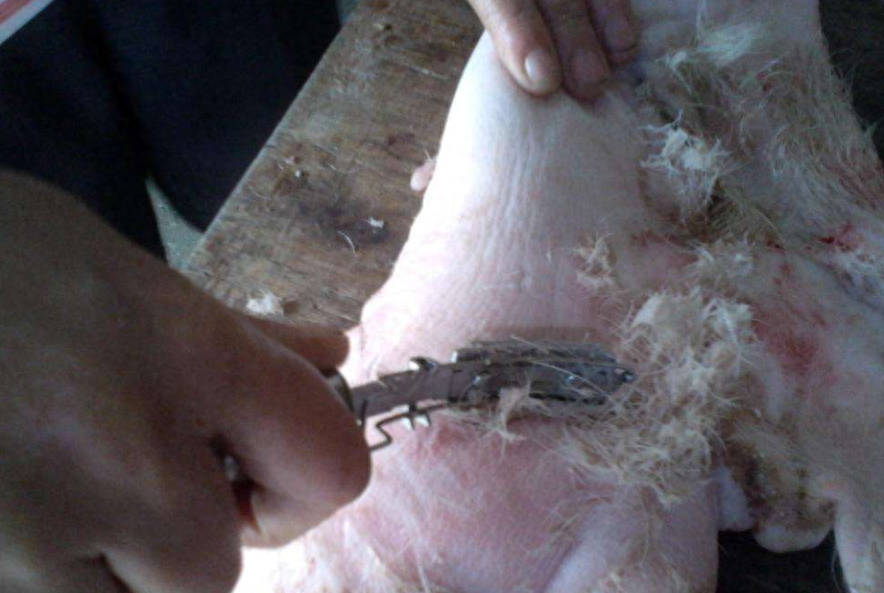 猪腿肉买前腿还是后腿好，前腿肉与后腿肉哪个好吃