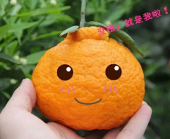 丑橘与耙耙柑一样吗，丑橘与耙耙柑的区别