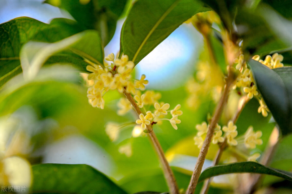 怎样使桂花花多味香，桂花怎么养开花多