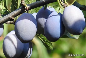 西梅吃多了会怎么样，哪些人不宜吃西梅