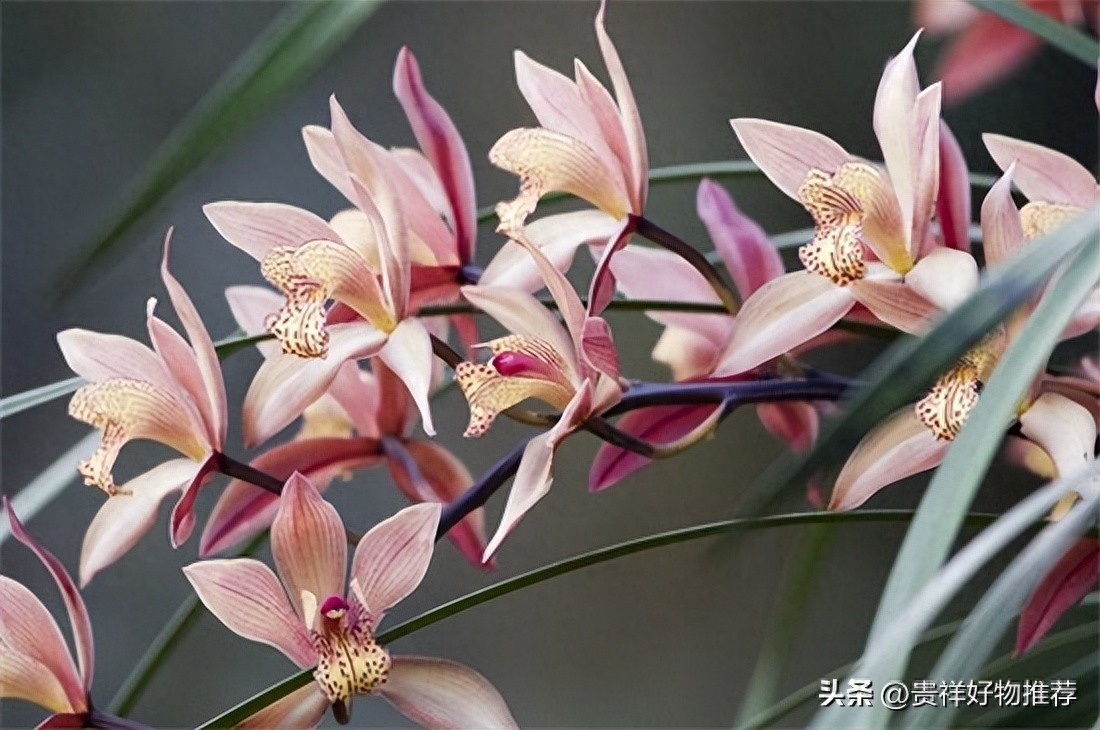 冬天开什么花最美，盘点10种较耐寒花卉