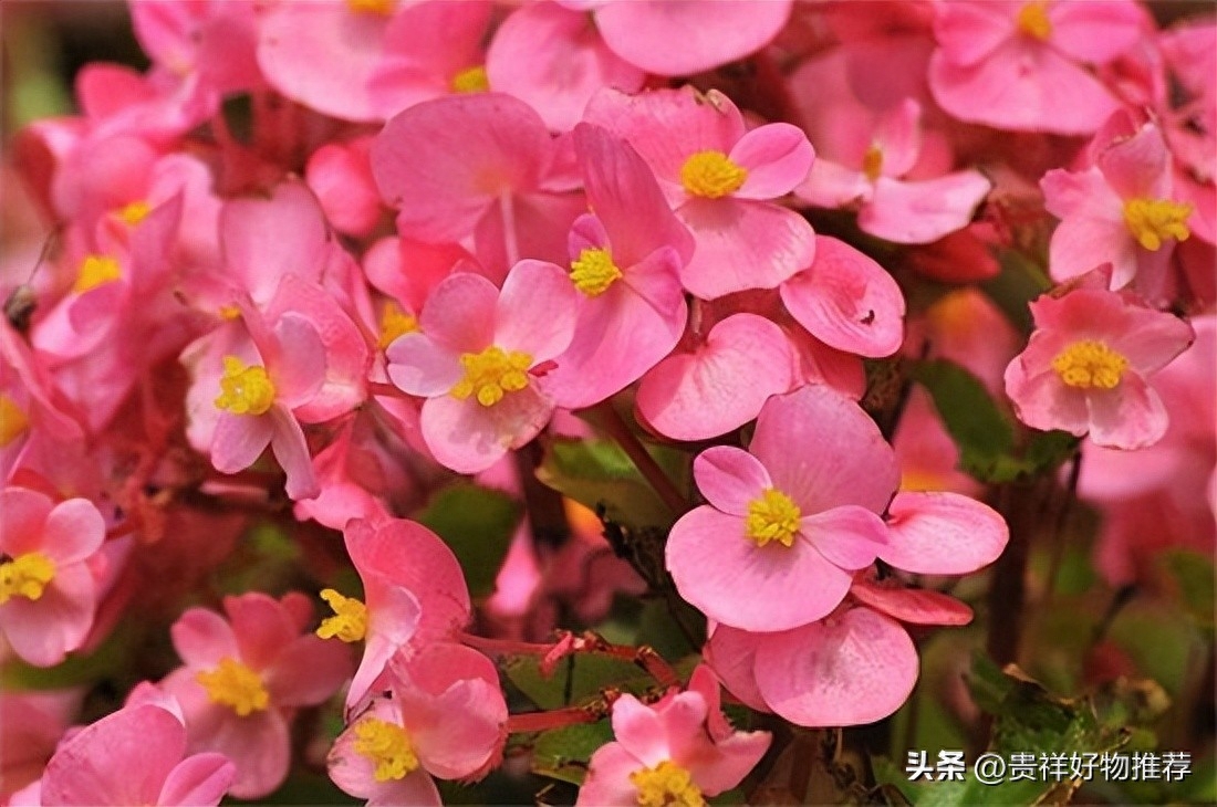 冬天开什么花最美，盘点10种较耐寒花卉
