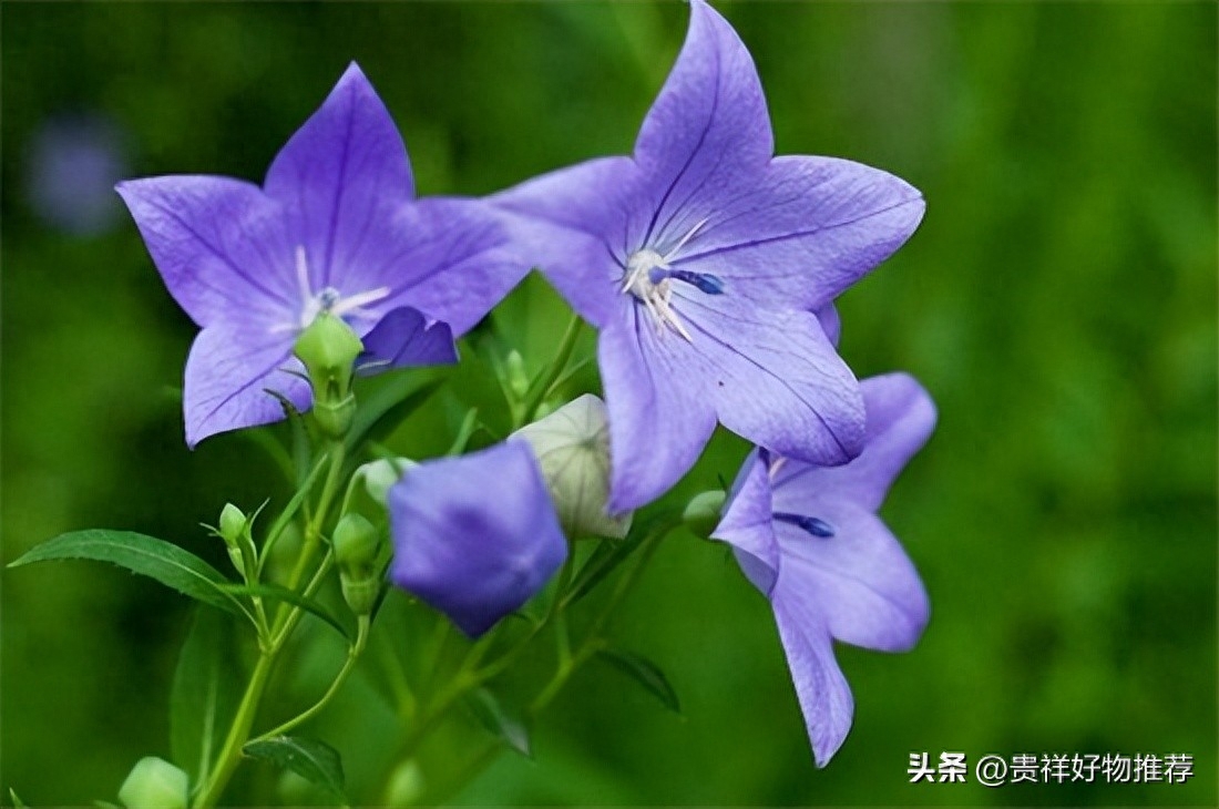 北方冬天适合养什么花，适合北方冬天养的花