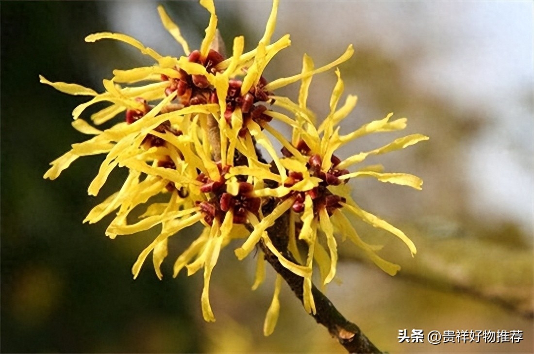北方冬天适合养什么花，适合北方冬天养的花