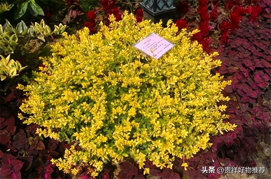 北方冬天适合养什么花，适合北方冬天养的花