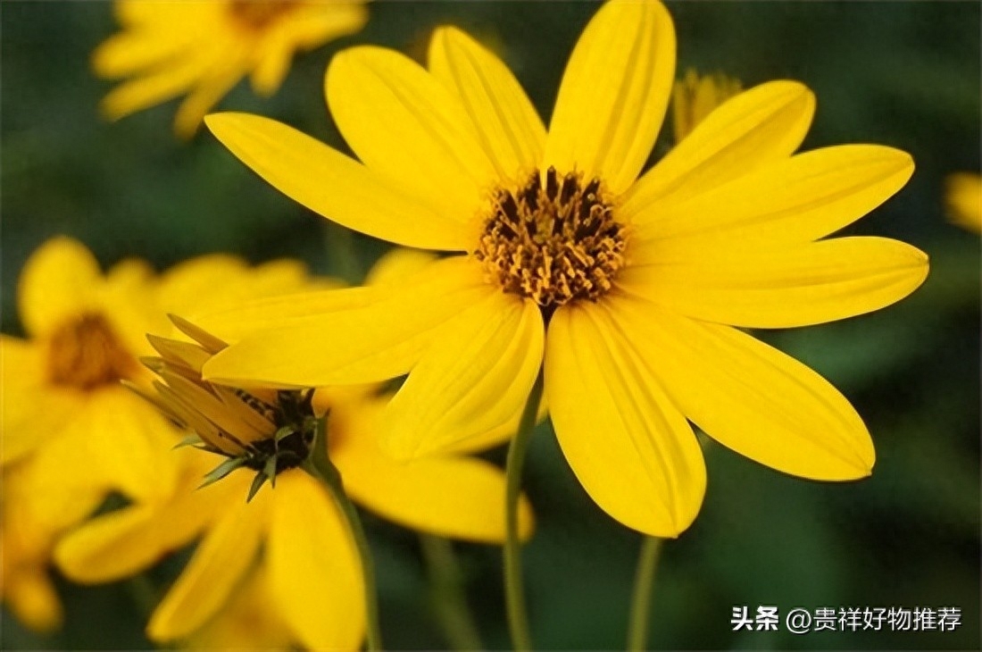 北方冬天适合养什么花，适合北方冬天养的花